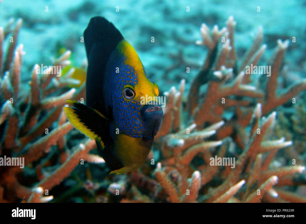 Gelbe Maske oder yellowface angelfish, Pomacanthus xanthometopon, Heron Island, Great Barrier Reef, Australien Stockfoto