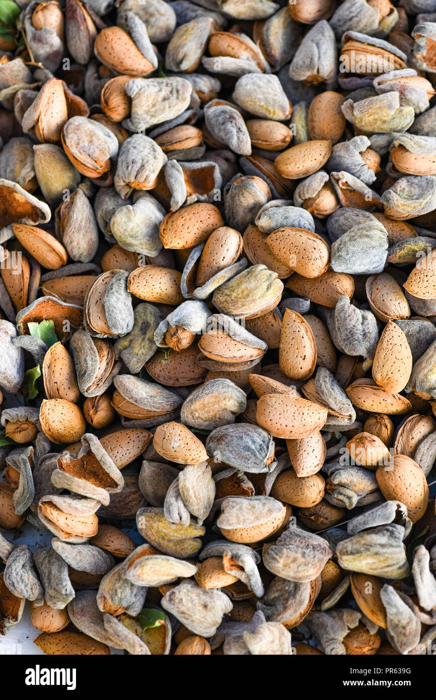 Mandeln ohne Schale in Schale neue Ernte full frame Bild vertikal Hintergrund und Vordergrund zu Anzeige Kopie Raum verwischt Stockfoto