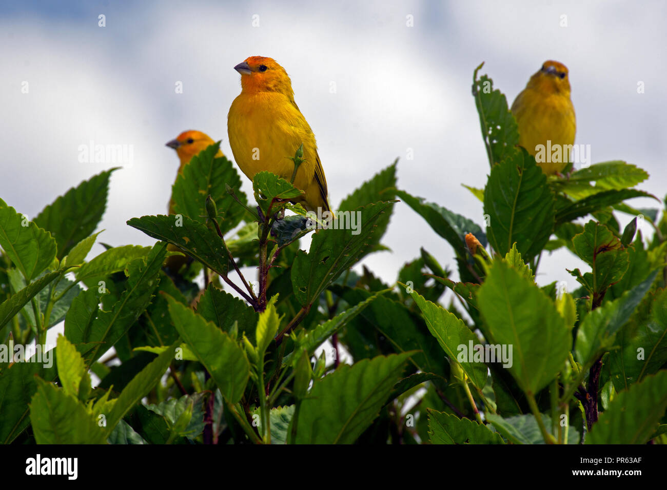 Männlich Safran Finken, Sicalis flaveola, Venda Nova do Imigrante, Espirito Santo, Brasilien Stockfoto