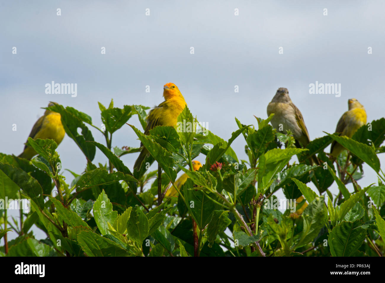 Safran Finken, Sicalis flaveola, Venda Nova do Imigrante, Espirito Santo, Brasilien Stockfoto