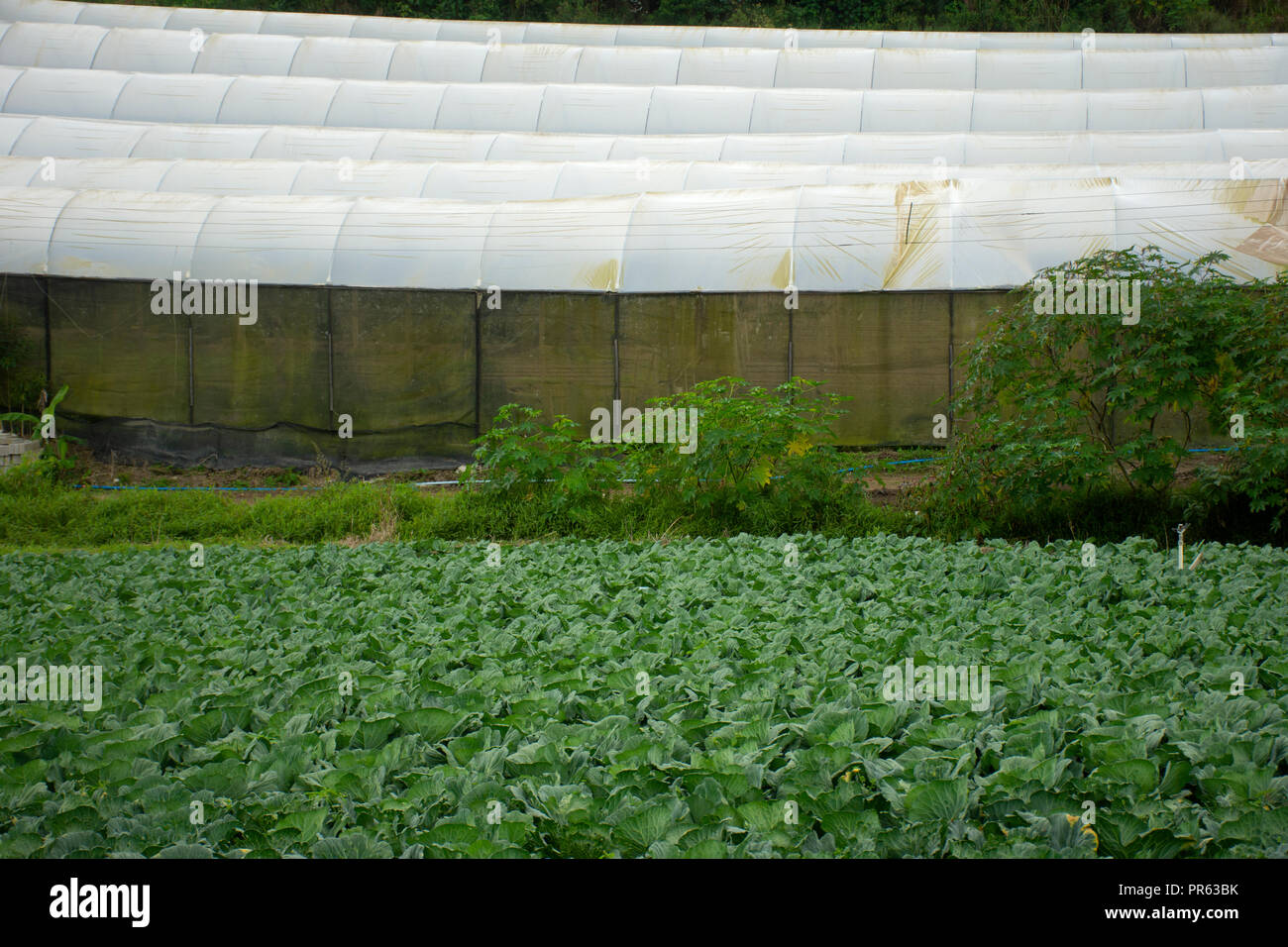 Gemüse Ernte in einem kleinen Bauernhof, Venda Nova do Imigrante, Espirito Santo, Brasilien Stockfoto