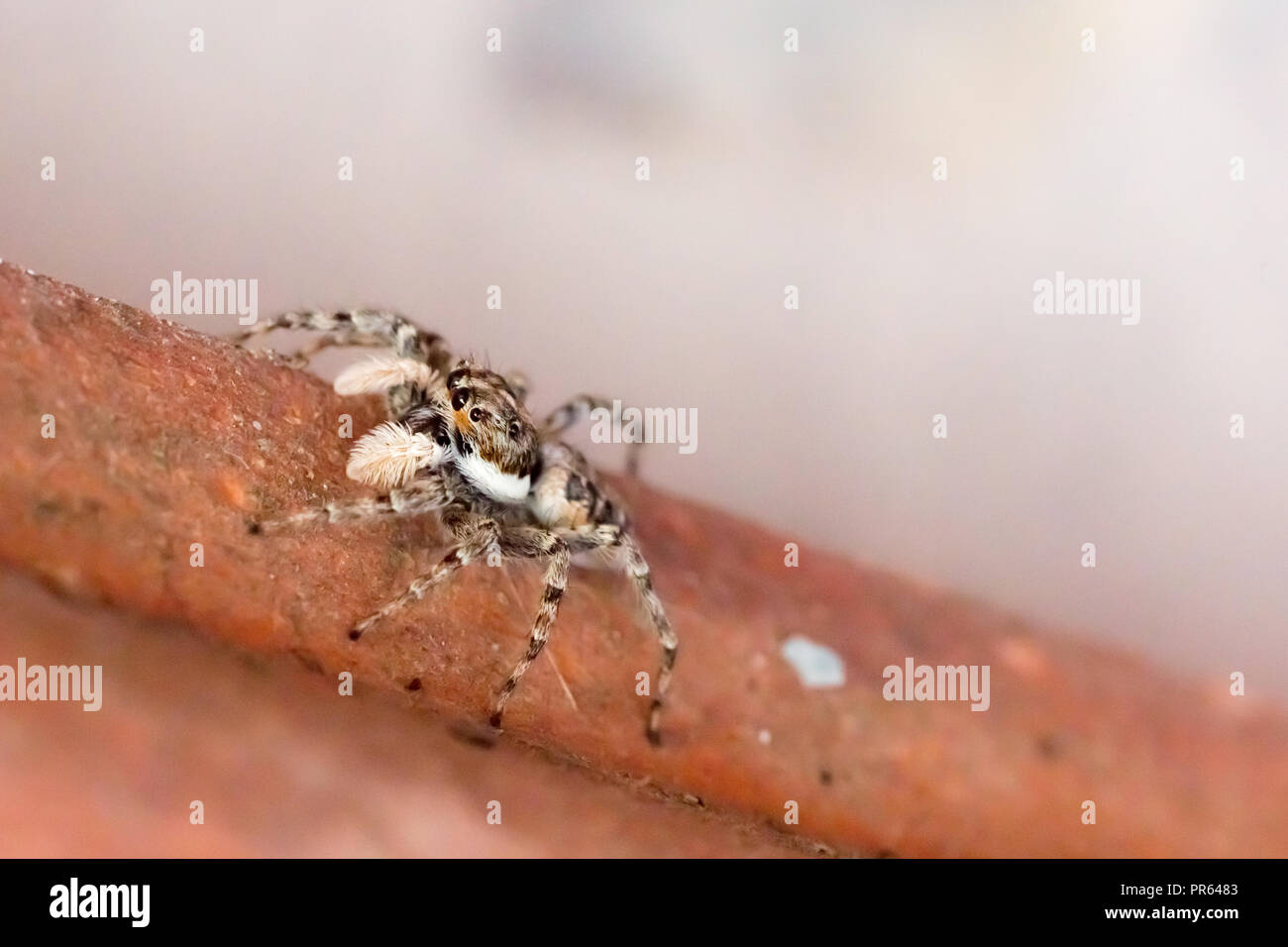 Harlekin jumping Spider (Salticus scenicus) italiamn arachnid Stockfoto