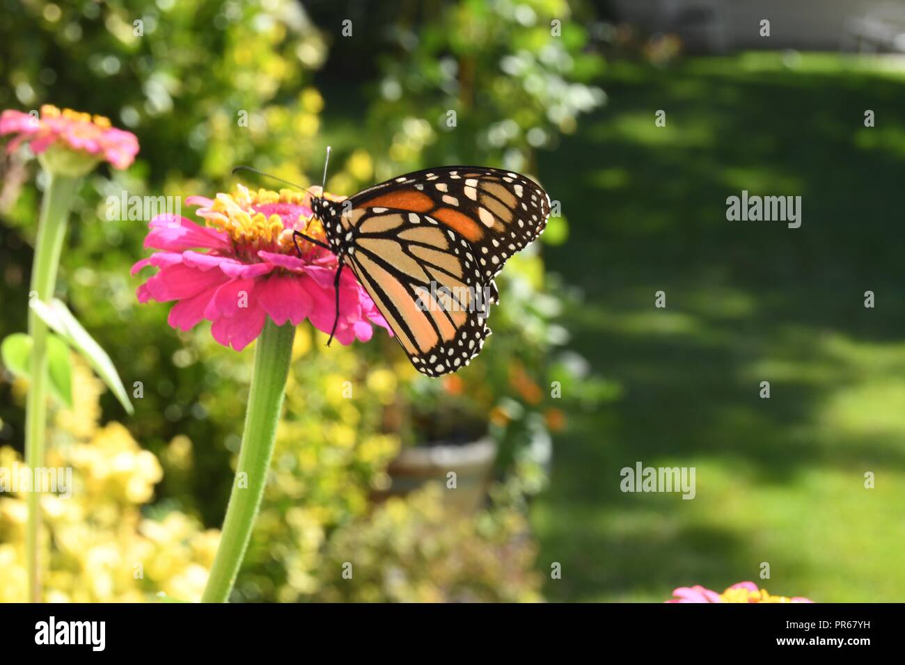 Monarchfalter auf Zinnie Stockfoto