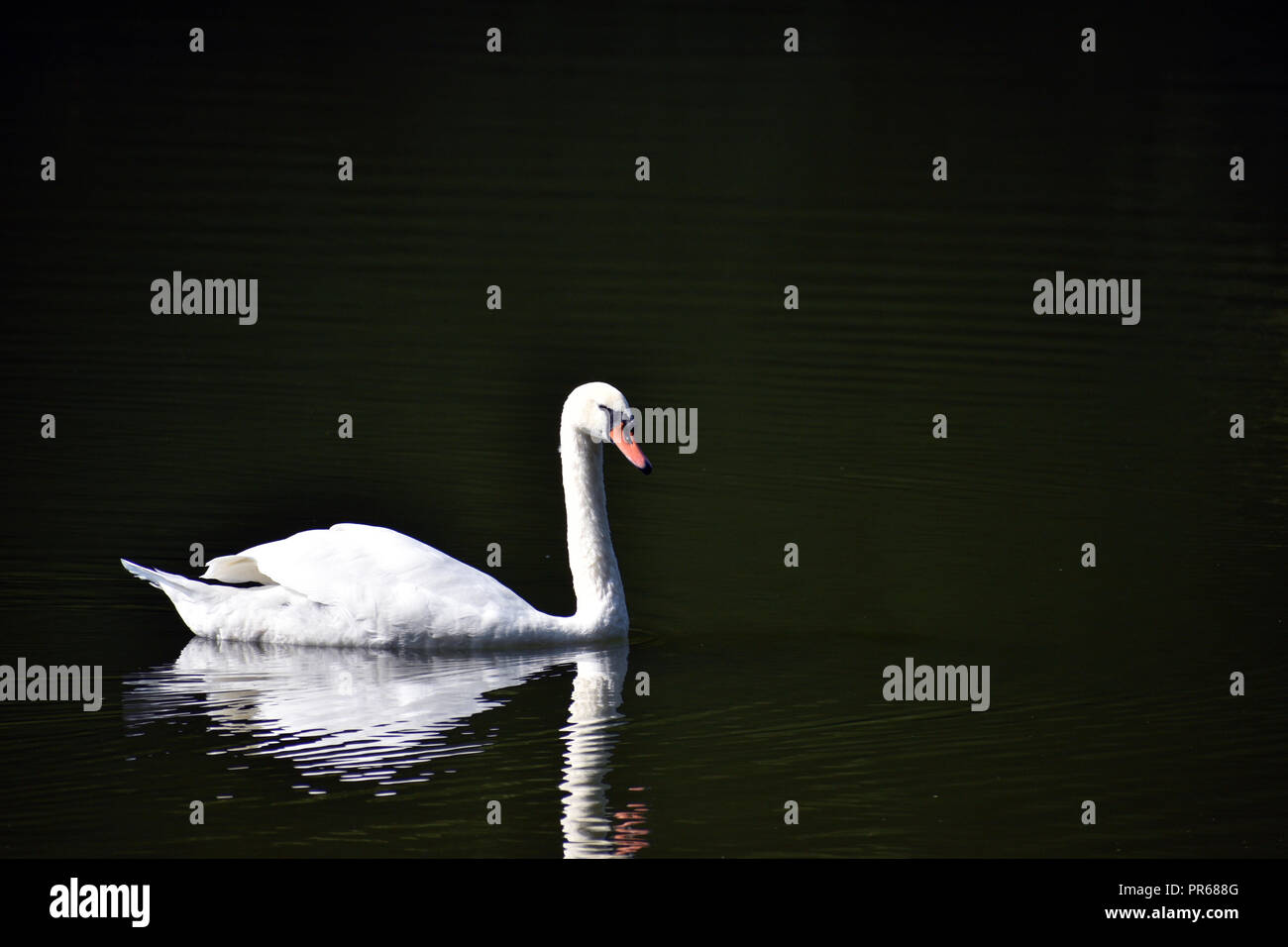 Schwan auf einem See in Brooklyn, New York Stockfoto