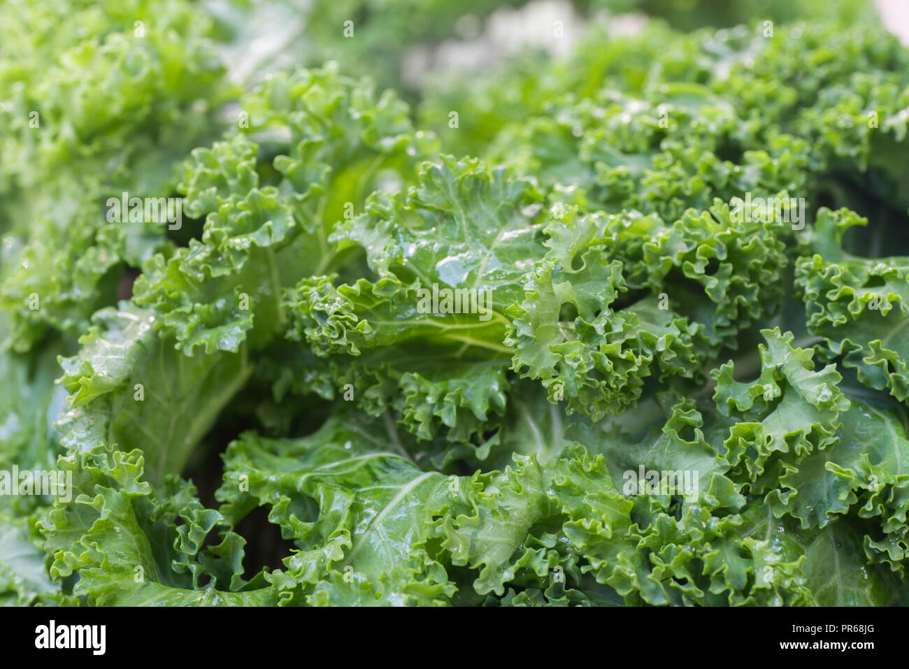 Grünkohl nasse grüne Blätter Makro Stockfoto