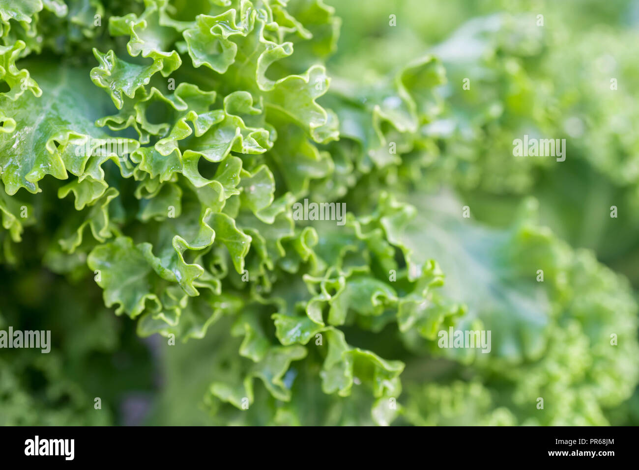 Grünkohl nasse grüne Blätter Makro Stockfoto