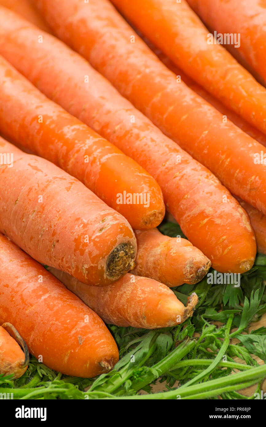 Frisch, roh, Bio, Bio, orange Karotten. Gesunde vegane Vegetarier pflanzliche Lebensmittel Stockfoto