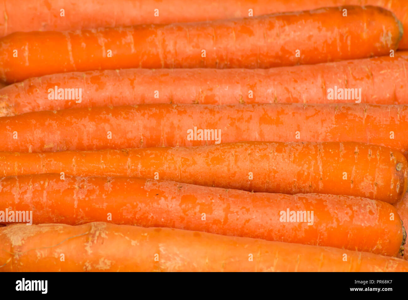 Frisch, roh, Bio, Bio, orange Karotten. Gesunde vegane Vegetarier pflanzliche Lebensmittel Stockfoto