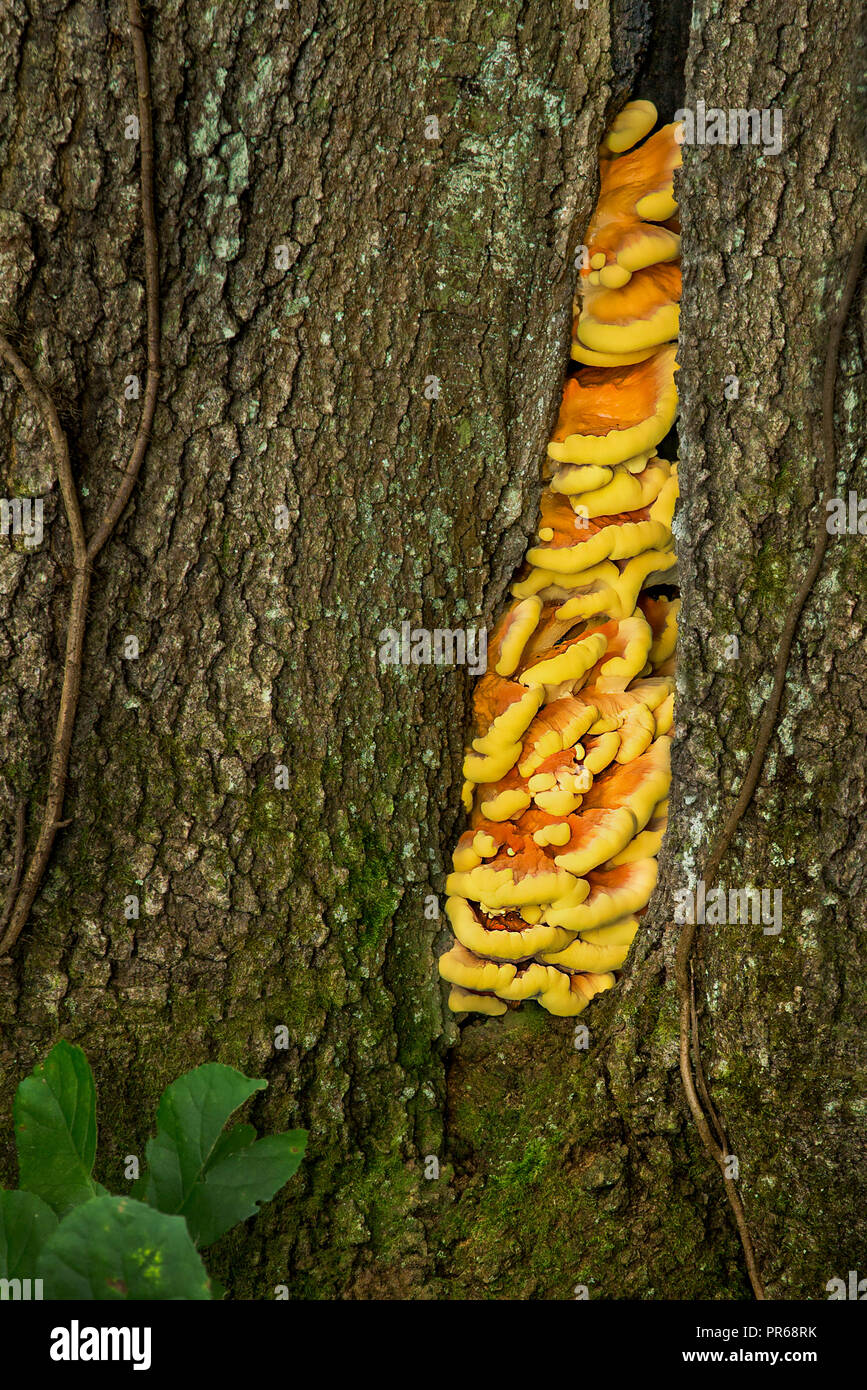 Huhn auf den Wald Pilz Gipfel aus Baumstamm in der Nähe der Unterseite des Baums als typisch ist. Dieser Pilz hat eine gelb-orange Farbe. Stockfoto