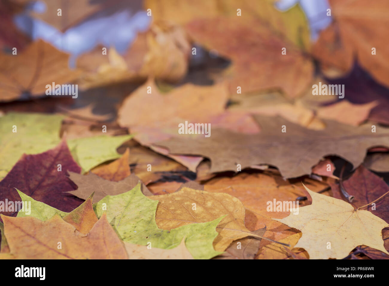 Ahorn und Eiche Blätter auf weißem Hintergrund. Zusammenfassung Hintergrund Stockfoto