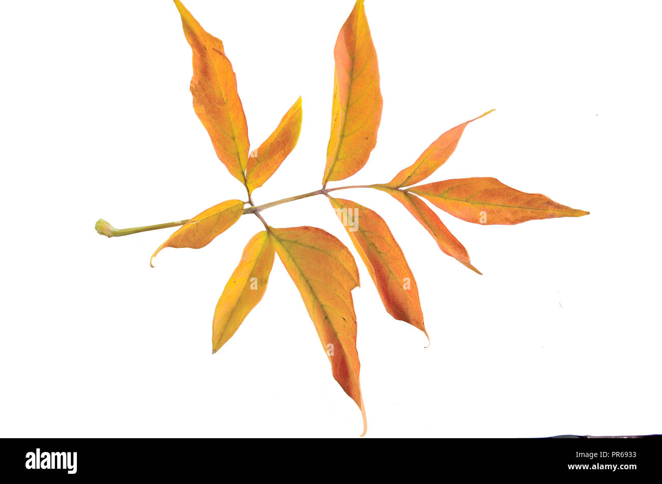 Herbst Zweig der ash-leaved Marple (Acer freemanii x) mit bunten Blättern, auf weißem Hintergrund. Holz Unkraut, bedroht die biologische div Stockfoto