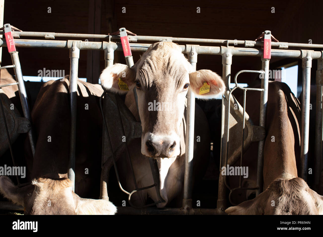 Bio Milch Kühe in einem Schuppen, Biohof, Milchkühe Stockfoto