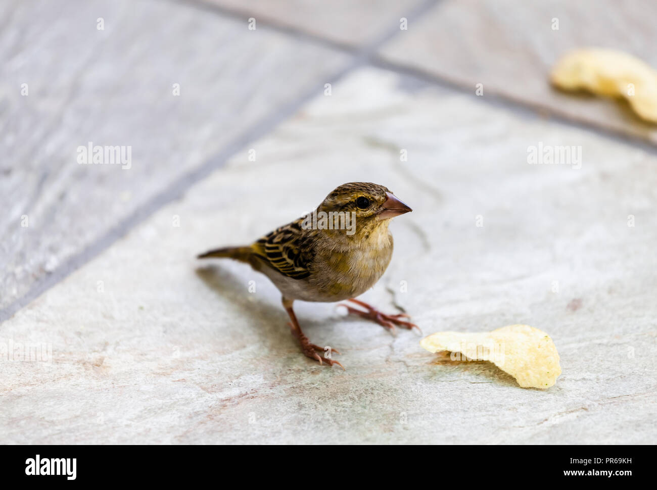 Buchse, Rot, Fody auf einem Balkon im Sugar Beach Resort und Spa, Flic en Flac, Mauritius Stockfoto