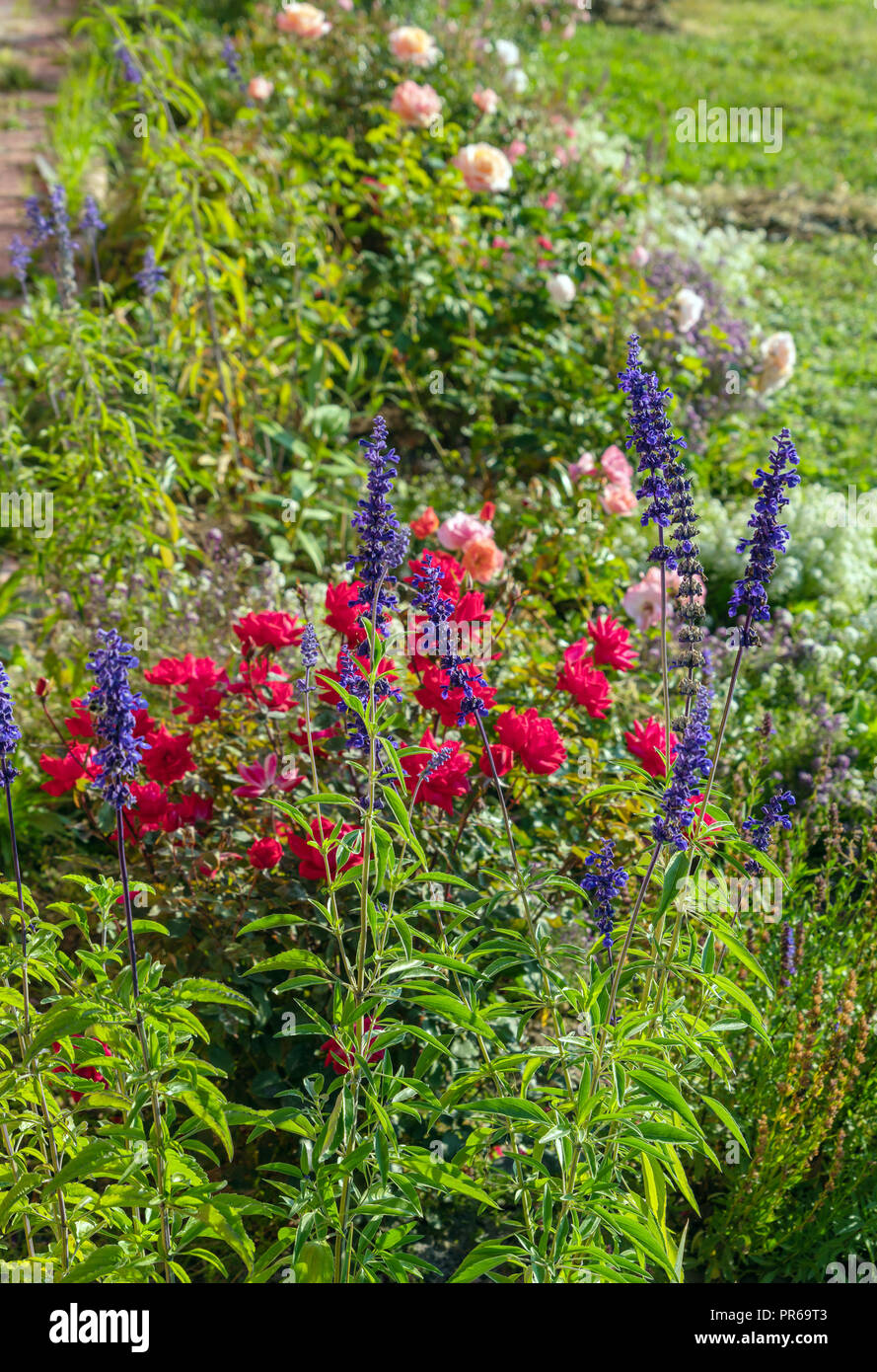 Blumen blau Salbei und Rosen im Sommer Garten, Landschaft Design und Gartenarbeit Stockfoto