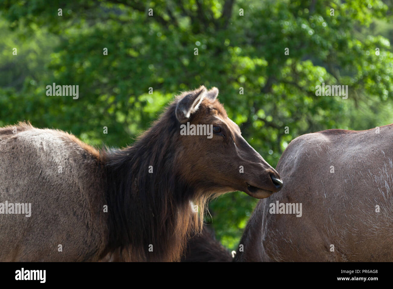 Eine Kuh oder weibliche amerikanische Elk stehend in der nachmittäglichen Sonne mit einem grünen Frühling Hintergrund. Stockfoto