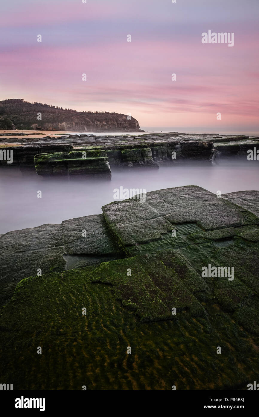 Leuchtend rosa Sonnenuntergang Himmel mit bemoosten Felsen im Vordergrund von Turimetta Strand. Stockfoto