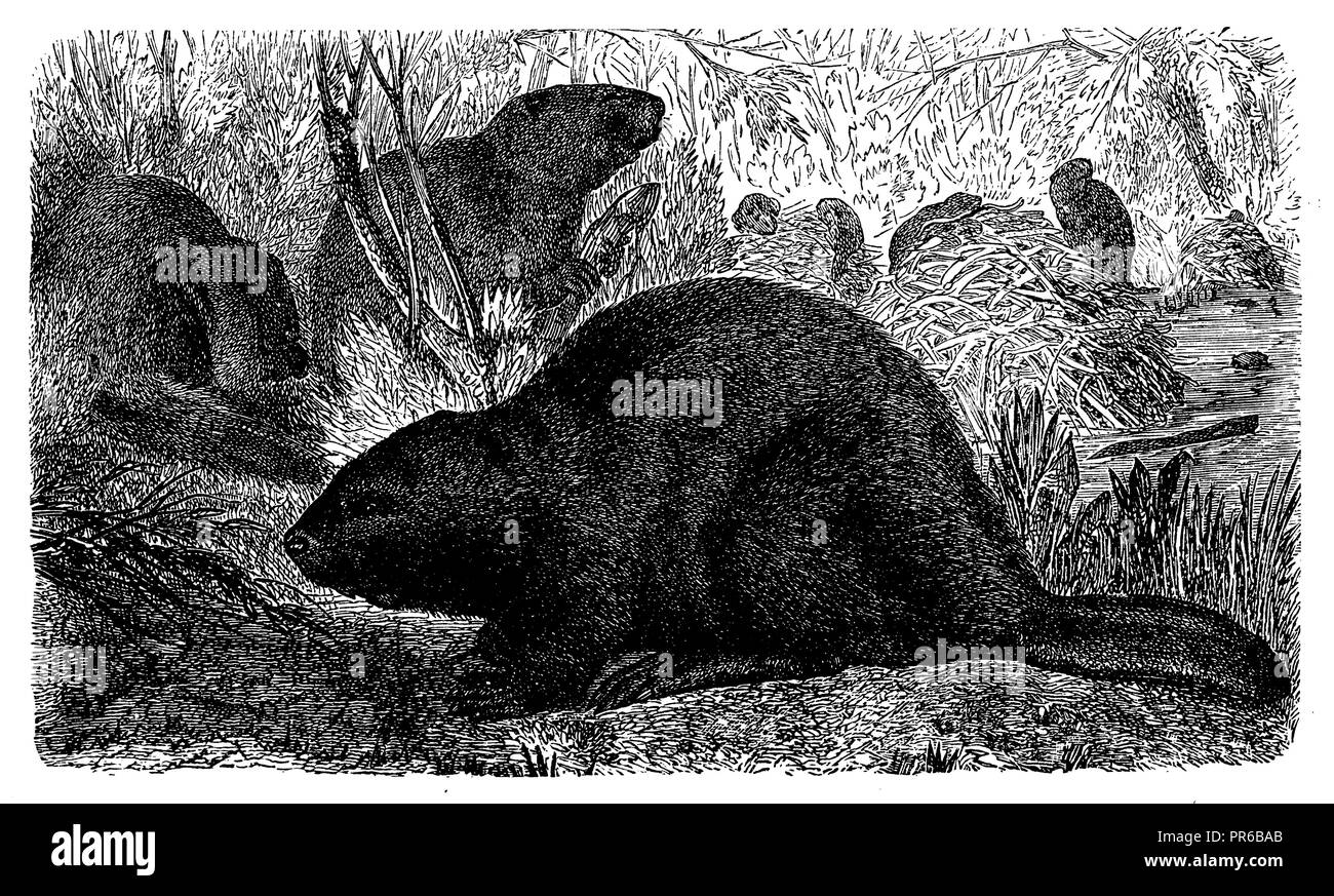 Eurasischen Biber oder europäischer Biber Castor fiber <>, 1888 Stockfoto