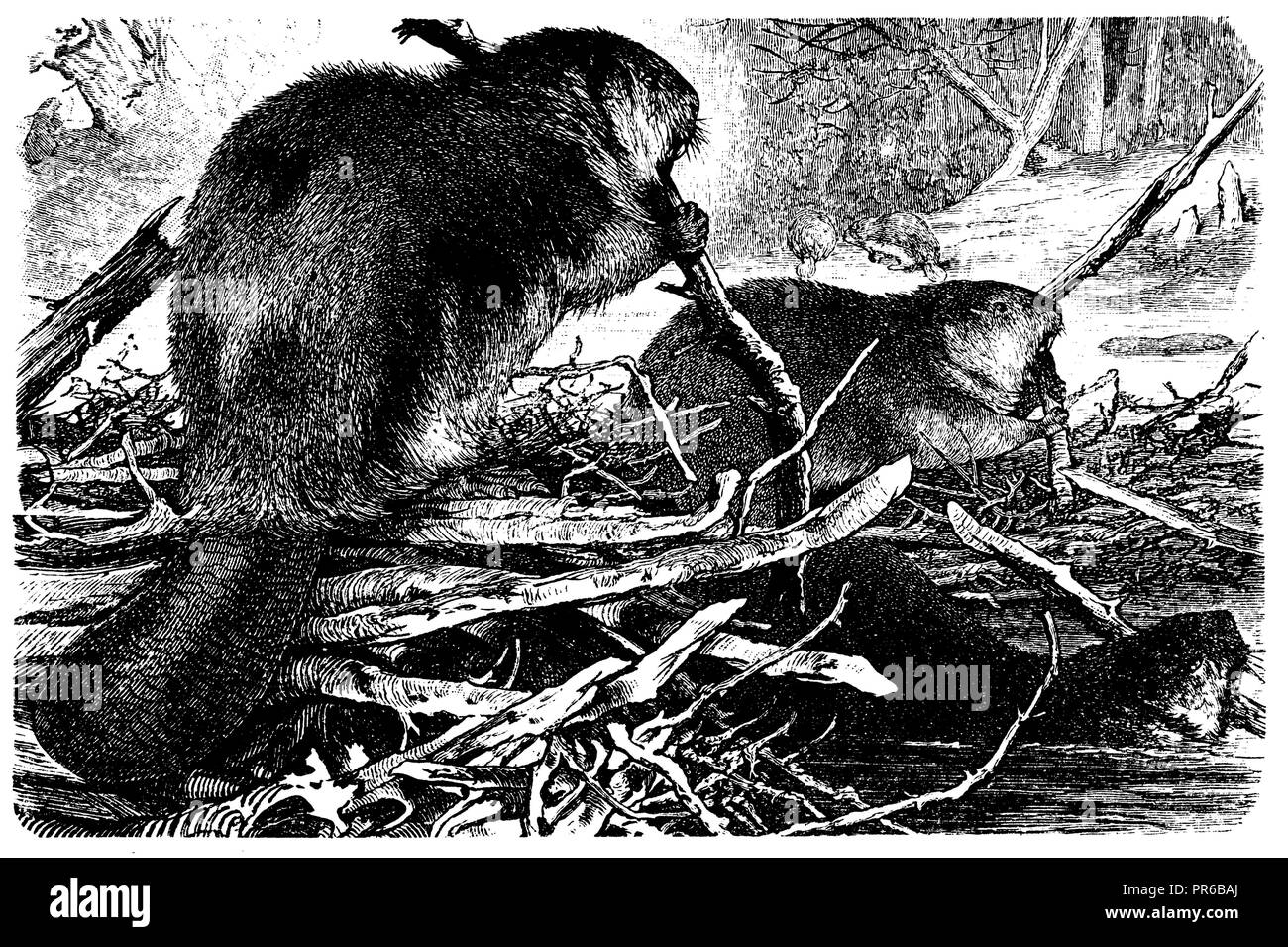 Eurasischen Biber oder europäischer Biber Castor fiber <>, Stockfoto