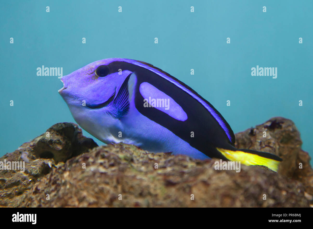 Paracanthurus hepatus blau Doktorfische - Stockfoto
