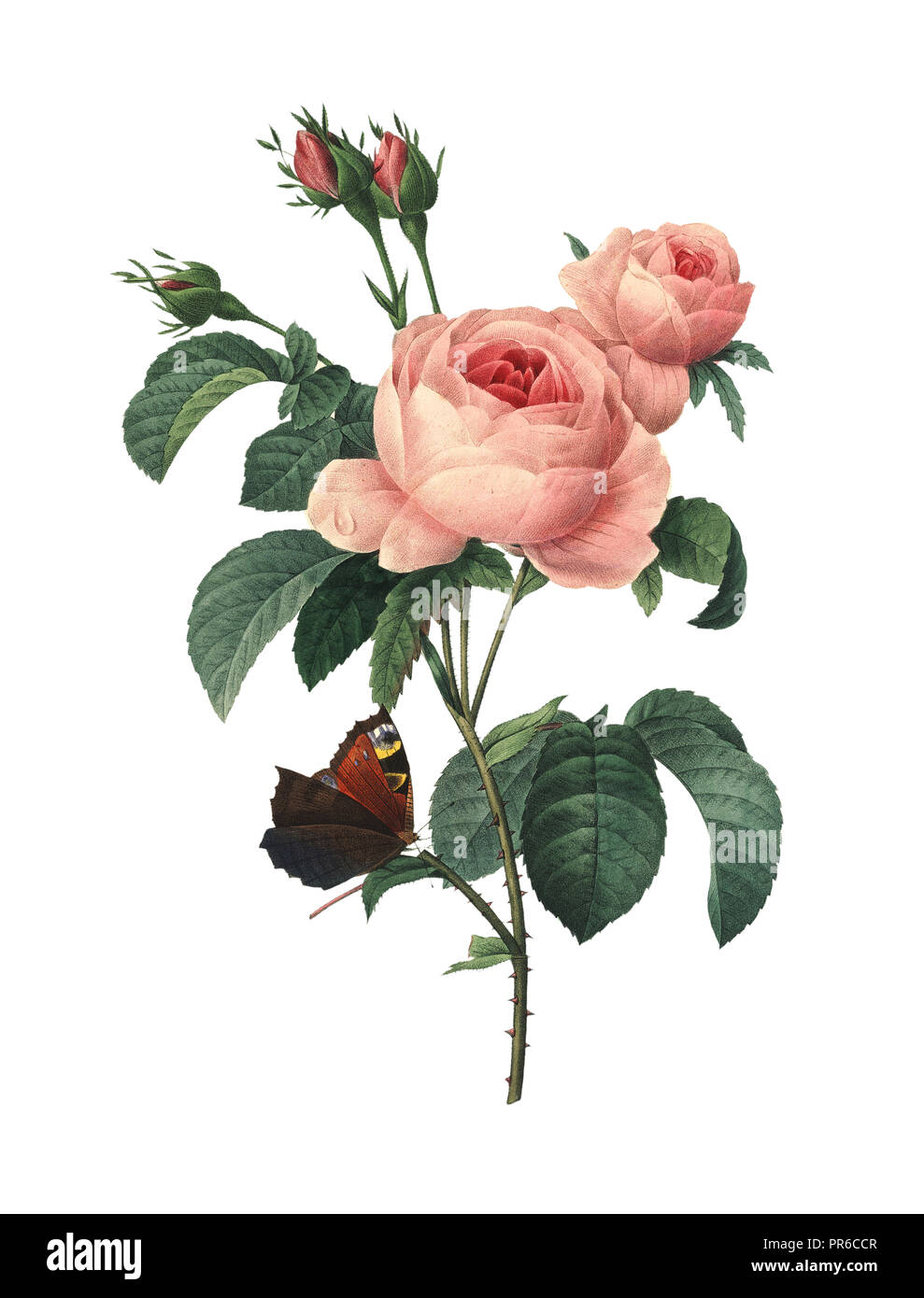 Antike Abbildung eines Rosa centifolia, auch bekannt als Provence Rose, Kohl Rose oder Rose de Mai. Gestochen von Pierre-Joseph Redoute (1759 - 1840), Stockfoto