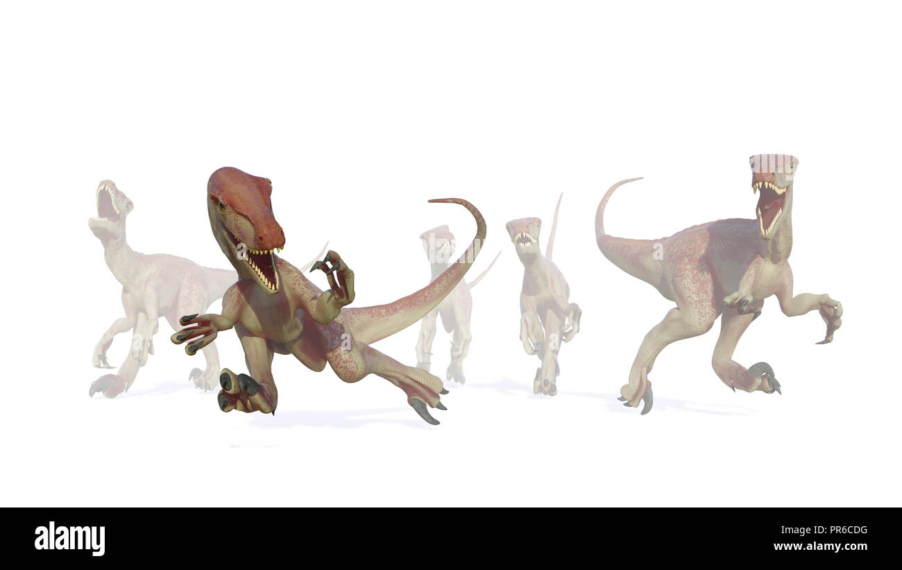 Velociraptor pack, Jagd theropode Saurier aus dem Nebel kommen, 3d-Abbildung auf weißem Hintergrund Stockfoto