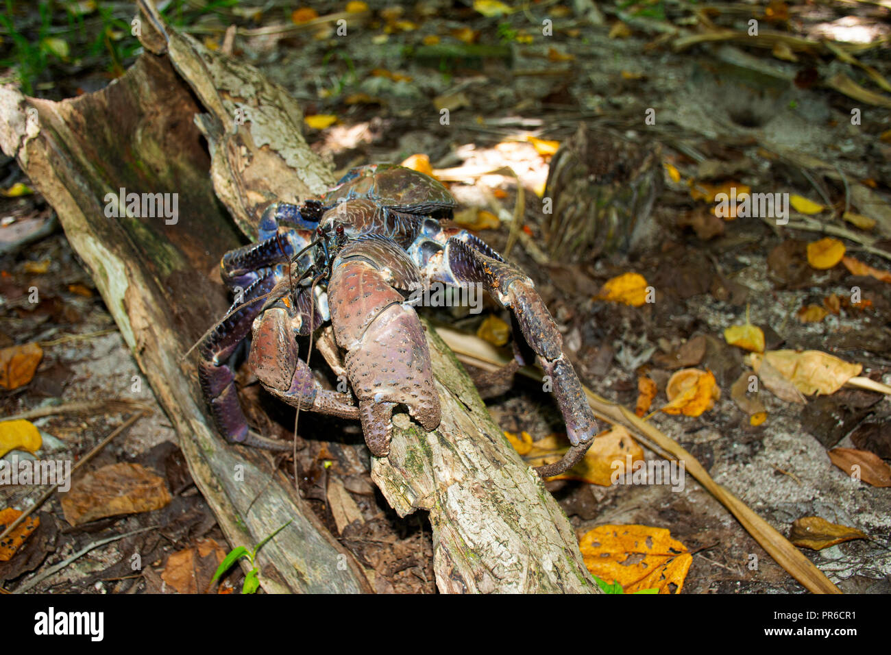 Coconut Crab, Birgus latro, Ant Atoll, Pohnpei, Föderierte Staaten von Mikronesien Stockfoto