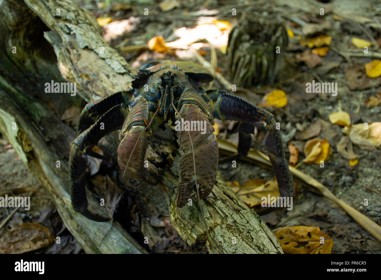 Coconut Crab, Birgus latro, Ant Atoll, Pohnpei, Föderierte Staaten von Mikronesien Stockfoto