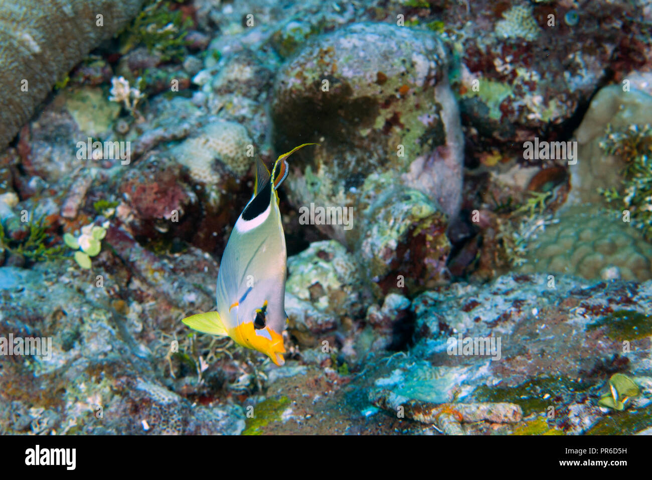 Gesattelt Falterfische, Chaetodon ephippium, Pohnpei, Föderierte Staaten von Mikronesien Stockfoto