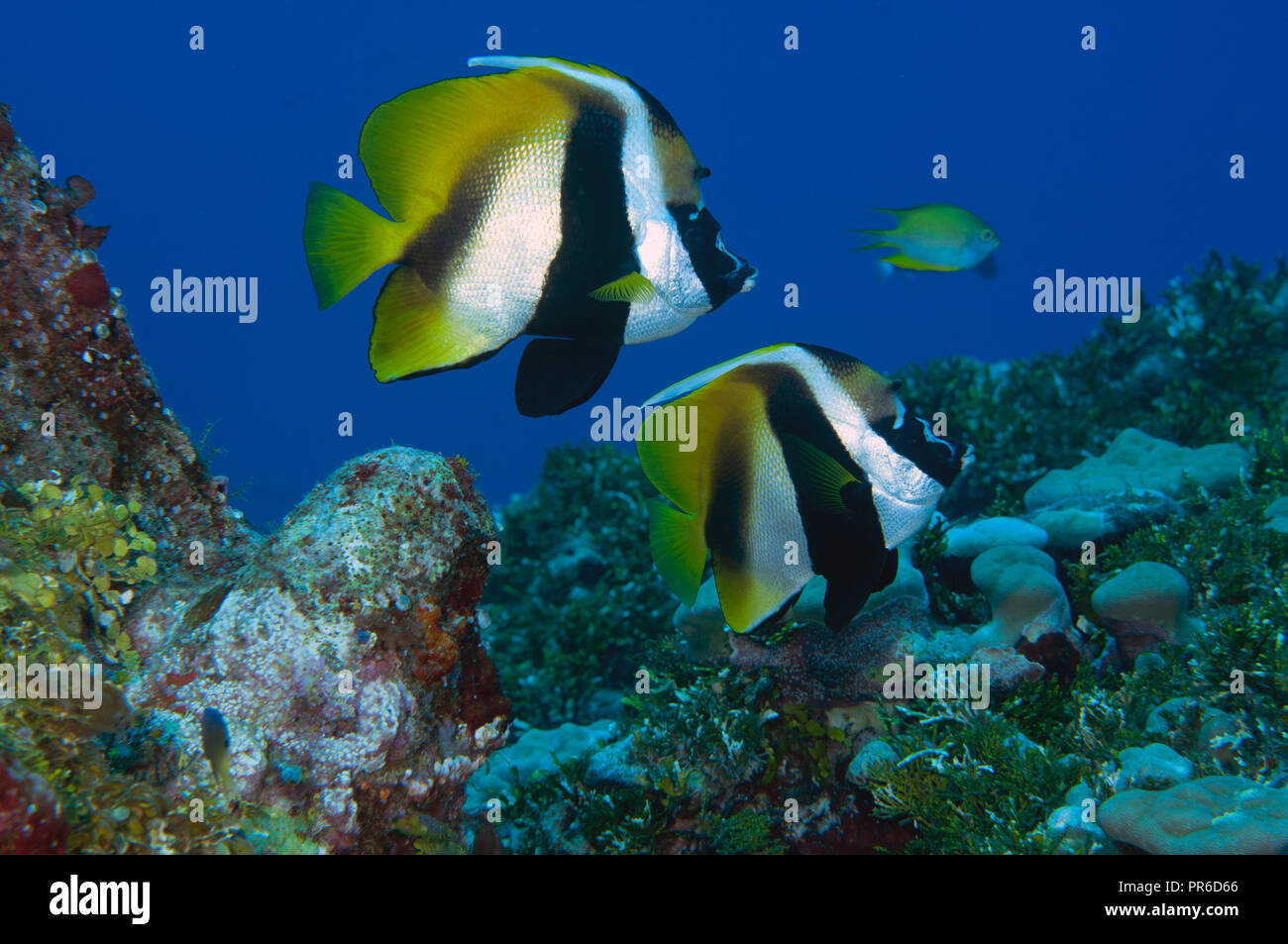 Masked bannerfish, Heniochus Camelopardalis, Pohnpei, Föderierte Staaten von Mikronesien Stockfoto