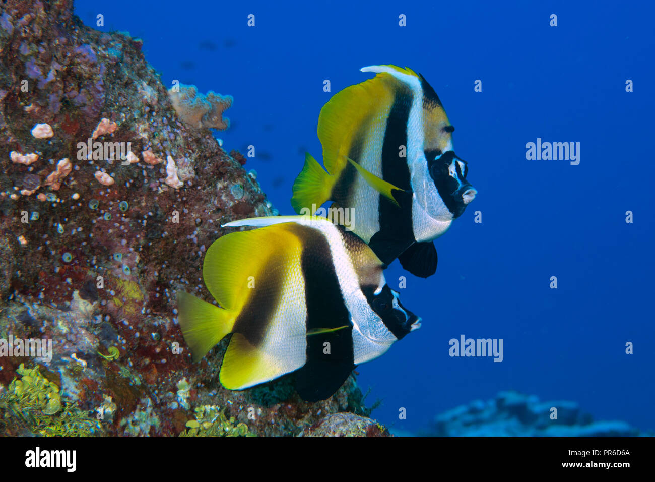 Masked bannerfish, Heniochus Camelopardalis, Pohnpei, Föderierte Staaten von Mikronesien Stockfoto