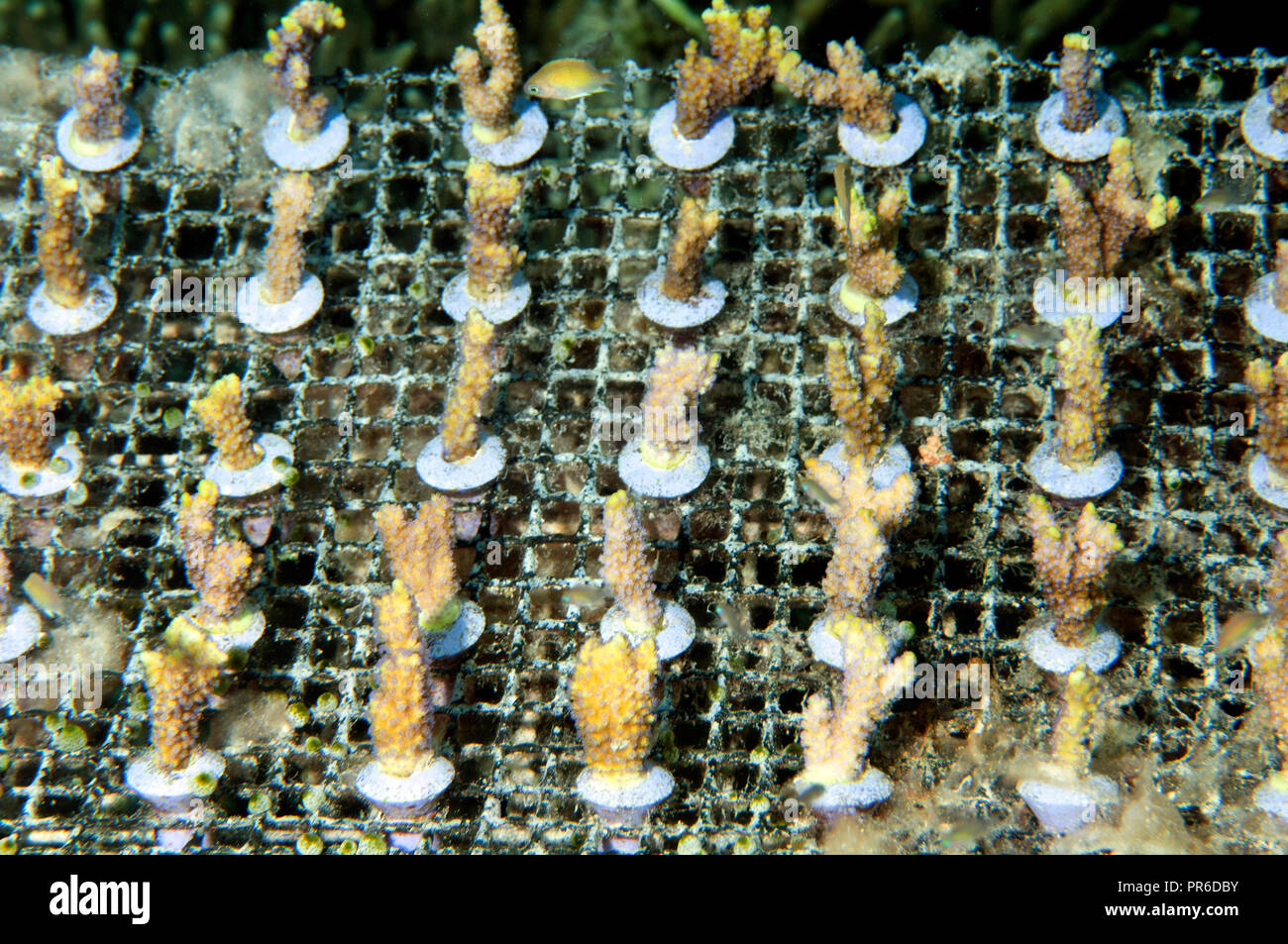 Underwater Coral Farm, Pohnpei, Föderierte Staaten von Mikronesien Stockfoto