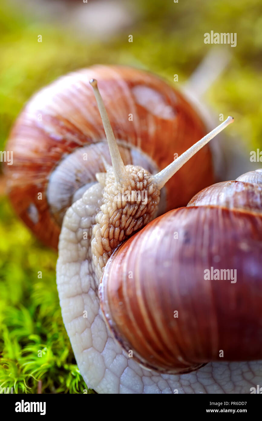 Helix pomatia auch römische Schnecke, Weinbergschnecken, weinbergschnecke oder Escargot, ist eine Pflanzenart aus der Gattung der Großen, Essbar, Atemluft- land Schnecke, eine terrestrische Pulmo Stockfoto