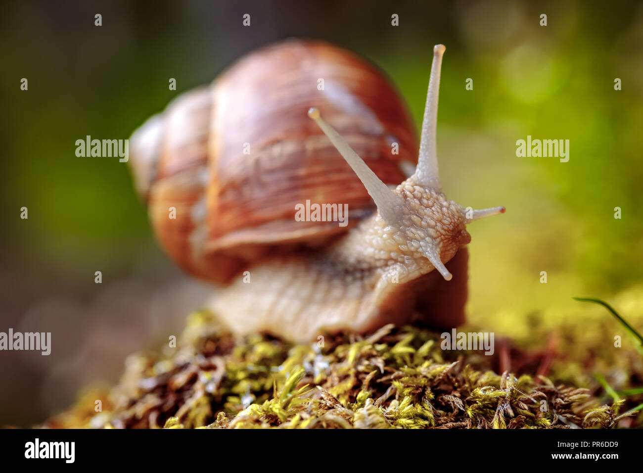 Helix pomatia auch römische Schnecke, Weinbergschnecken, weinbergschnecke oder Escargot, ist eine Pflanzenart aus der Gattung der Großen, Essbar, Atemluft- land Schnecke, eine terrestrische Pulmo Stockfoto