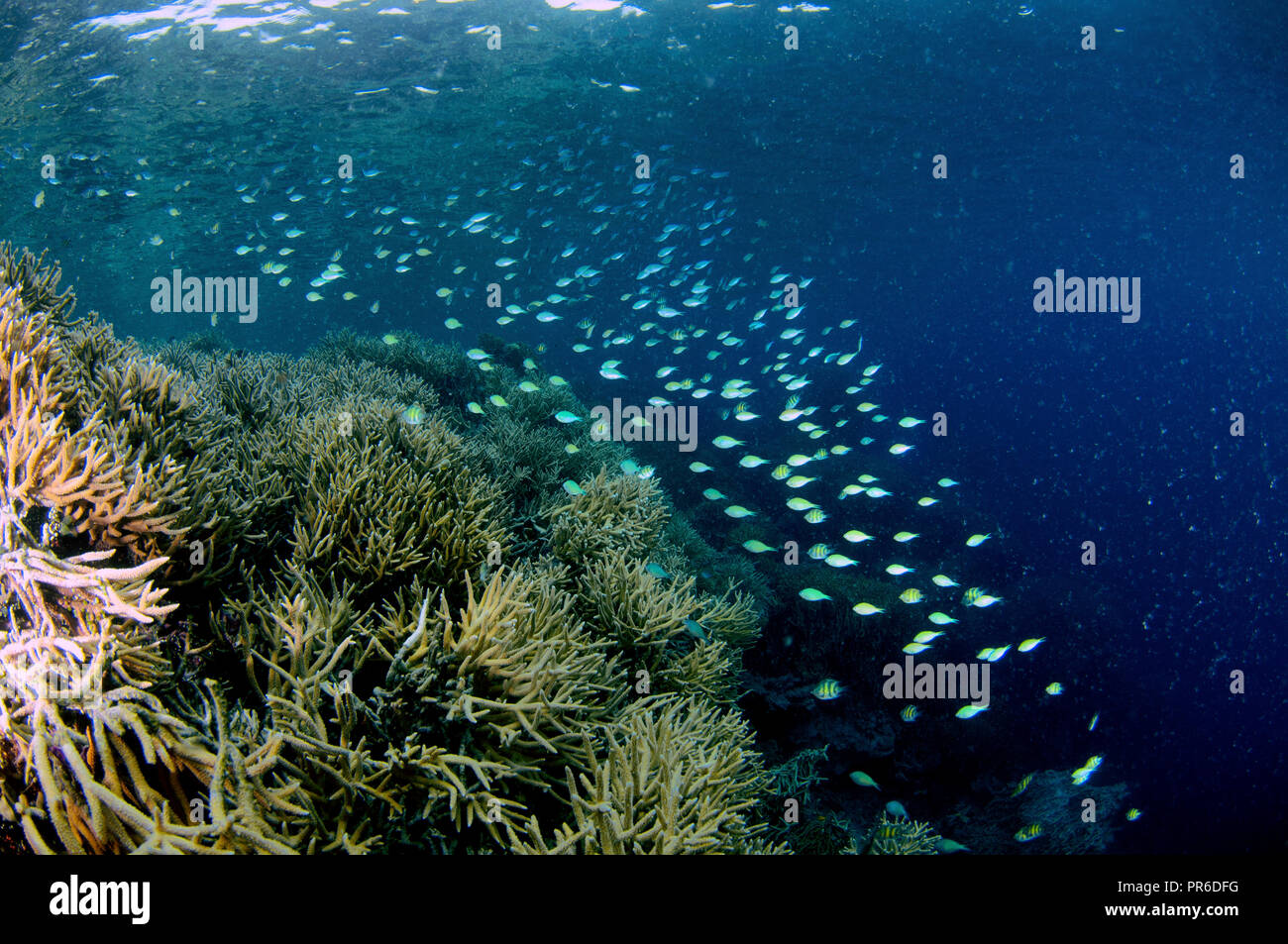 Unberührten Korallenriff, vor allem Acropora sp., mit zusammenrechnung der Blau-grünen chromis, Chromis viridis, Pohnpei, Föderierte Staaten von Mikronesien Stockfoto
