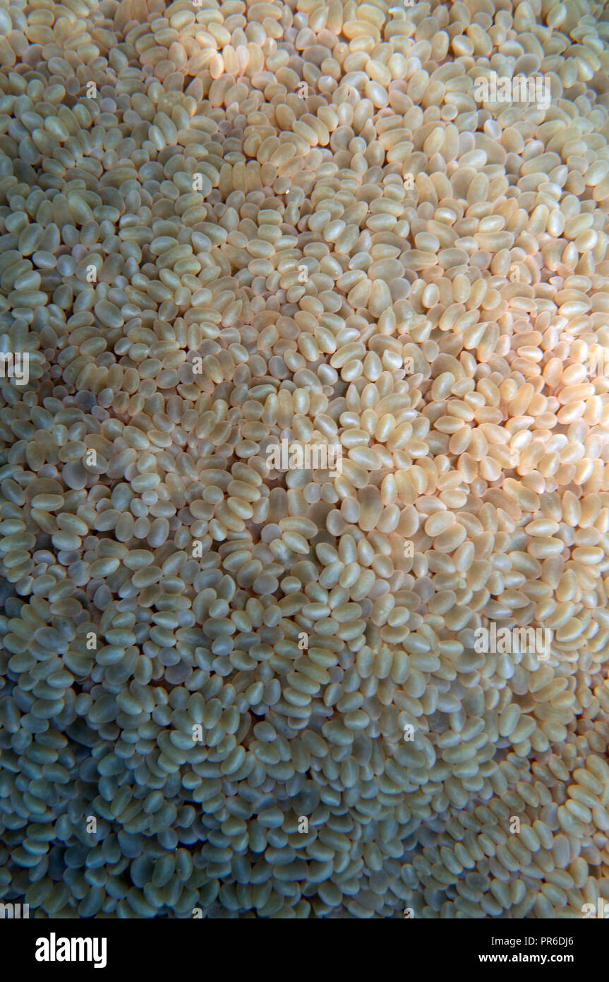 Traube bubble Coral, Plerogyra sinuosa, Pohnpei, Föderierte Staaten von Mikronesien Stockfoto