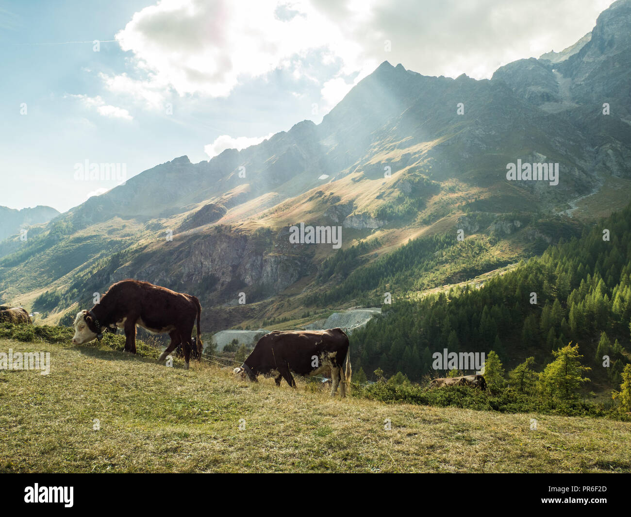 Alpine Szene nur wenige Meter vom Lago Blu in der Nähe der Stadt Breuil-Cervinia, Aosta Valley Region NW Italien Stockfoto