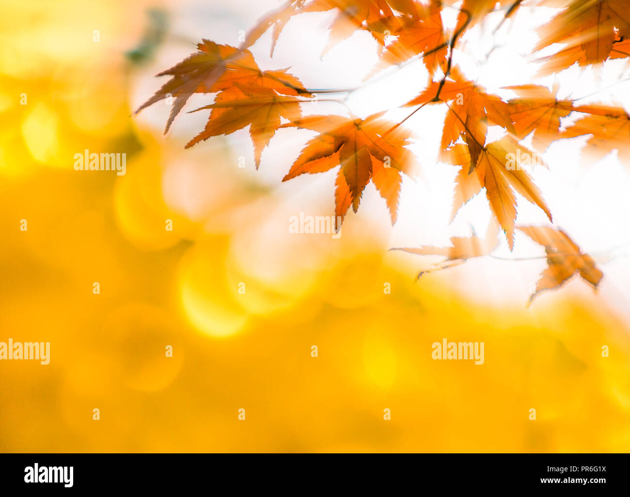 Blätter im Herbst mit Sonnenstrahlen, sehr flachen Fokus Stockfoto