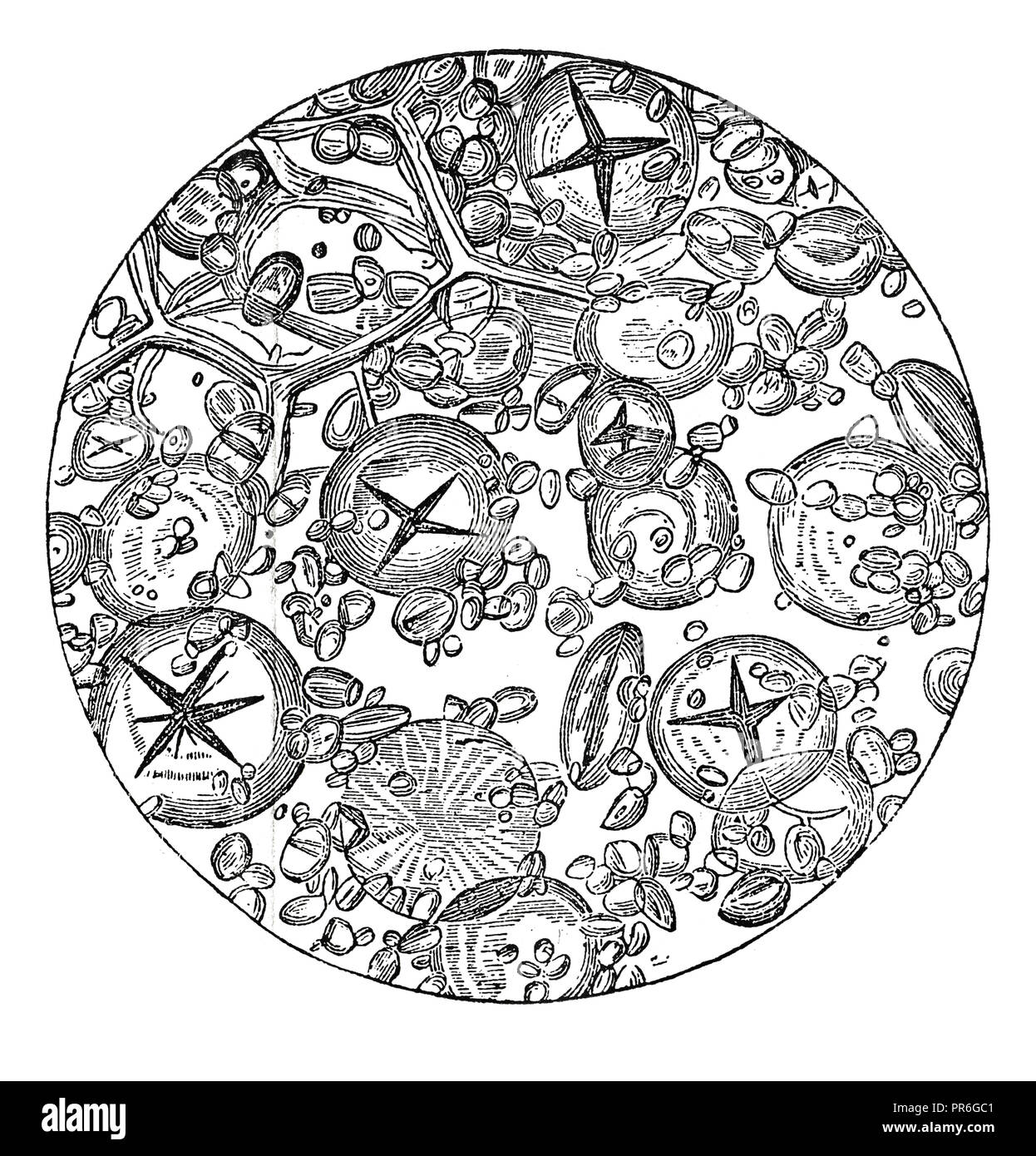 19. Abbildung von Mehl von Roggen unter dem Mikroskop. In 'Novoveki Izumi u znanosti veröffentlicht, obrtu umjetnosti' ich von dr. Bogoslav Sulek, dr. M Stockfoto