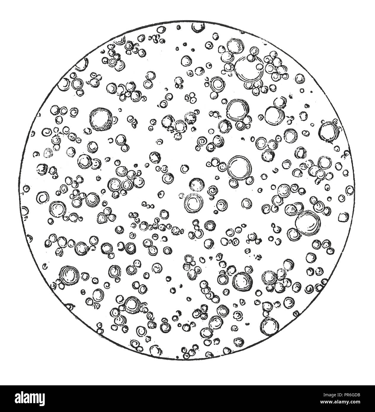 19. Abbildung eines Milch unter dem Mikroskop. In 'Novoveki Izumi u znanosti veröffentlicht, obrtu umjetnosti' ich von dr. Bogoslav Sulek, dr. Miyo Ki Stockfoto