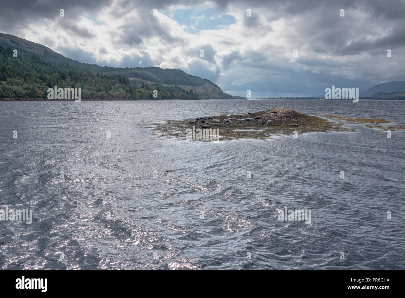 Dichtungen ruhen auf kleine Insel am Loch Linnhe nach dem morgendlichen Bad und Frühstück Stockfoto