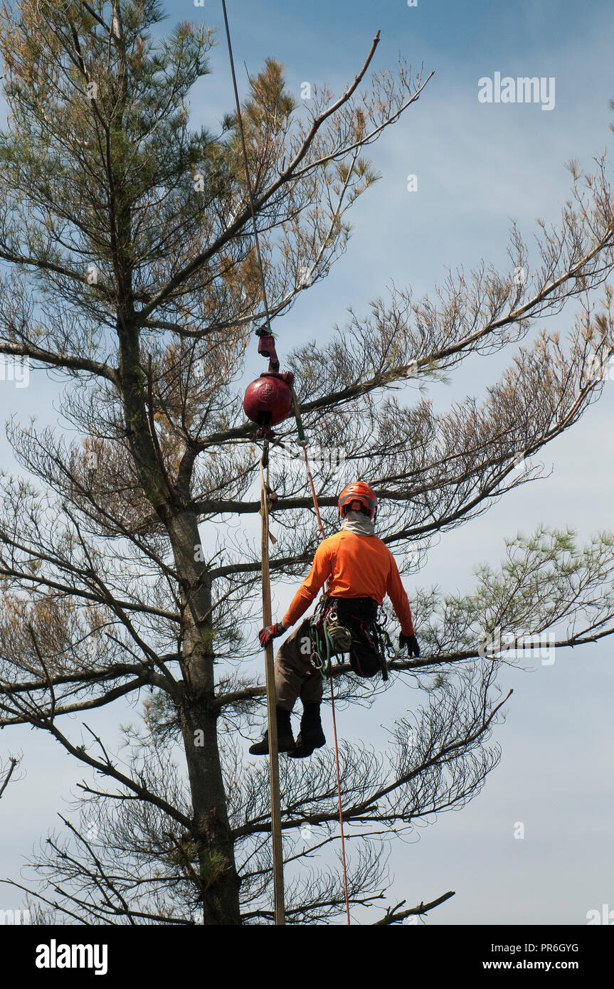 Mann mit dem Kran auf Baum Ausbau Pendelhalterung Stockfoto