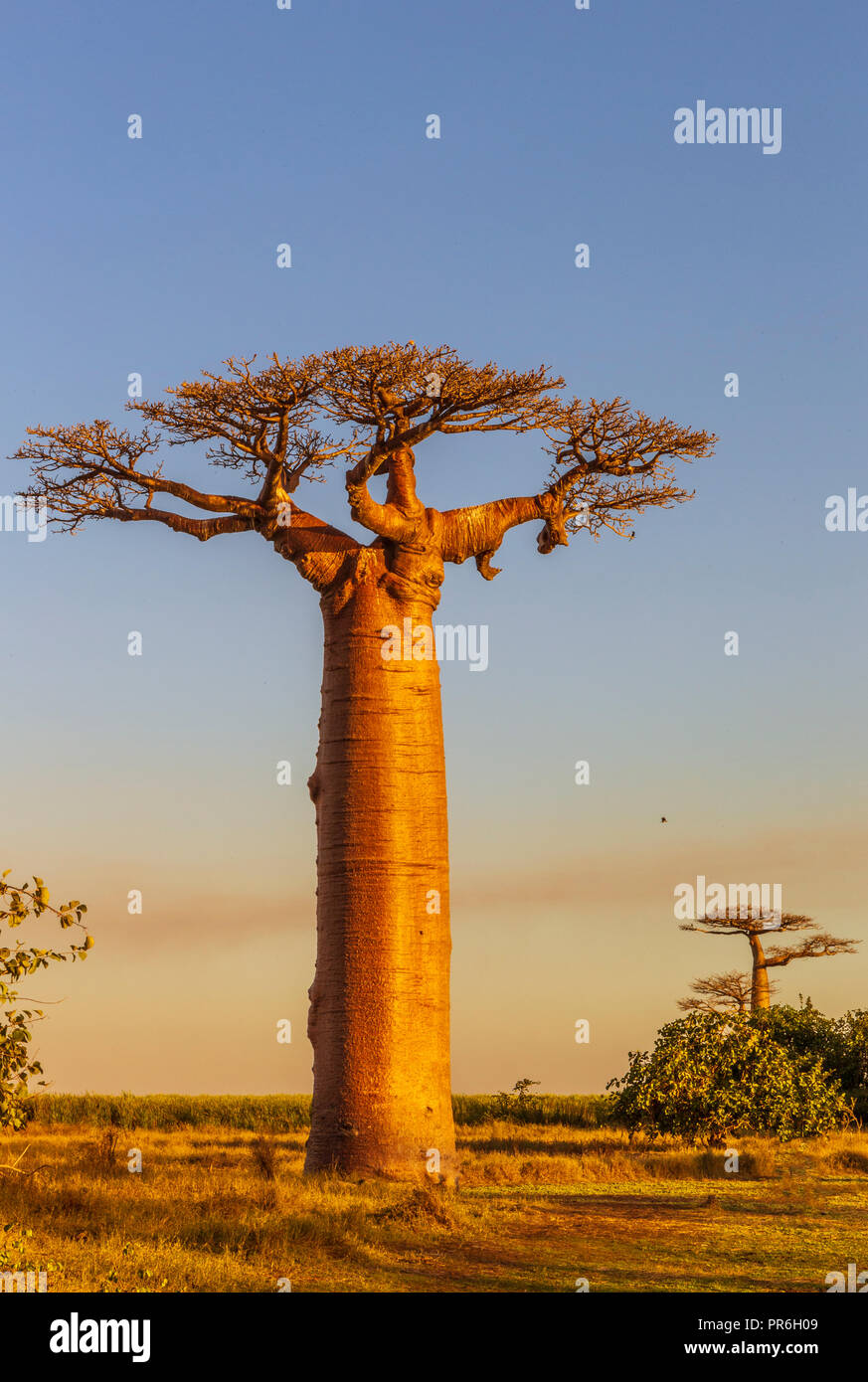 Single Baobab Baum in der Dämmerung Stockfoto