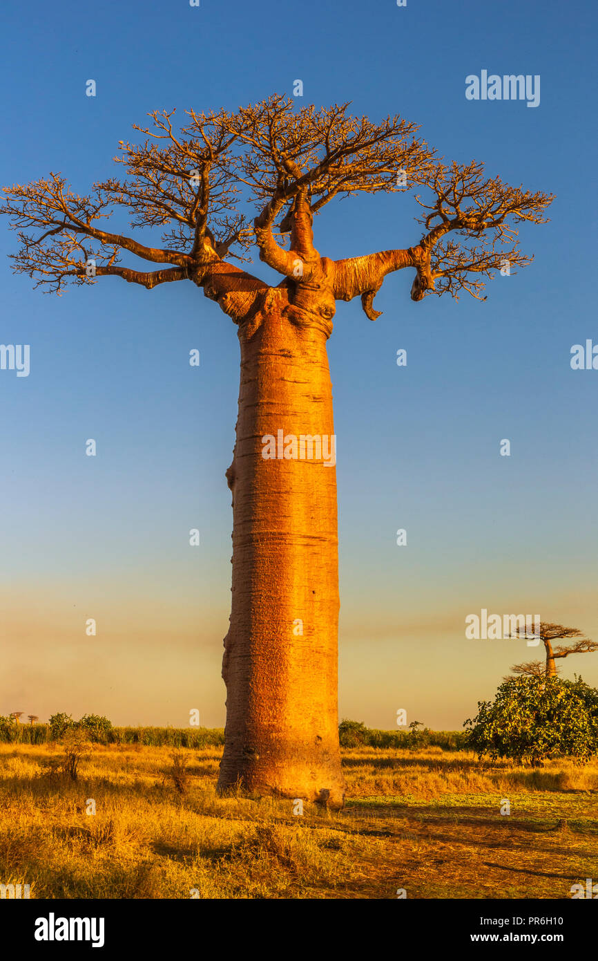 Single Baobab Baum in der Dämmerung Stockfoto