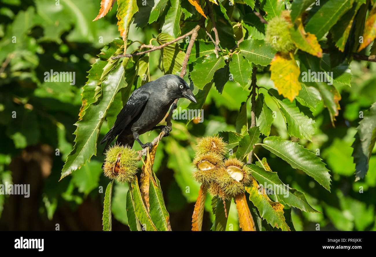 Dohle, westlichen oder europäischen Dohle (Corvus monedula) in einer Buche thront und das Essen von Muttern die stachelige Frucht. Nach rechts. Horizontale. Stockfoto