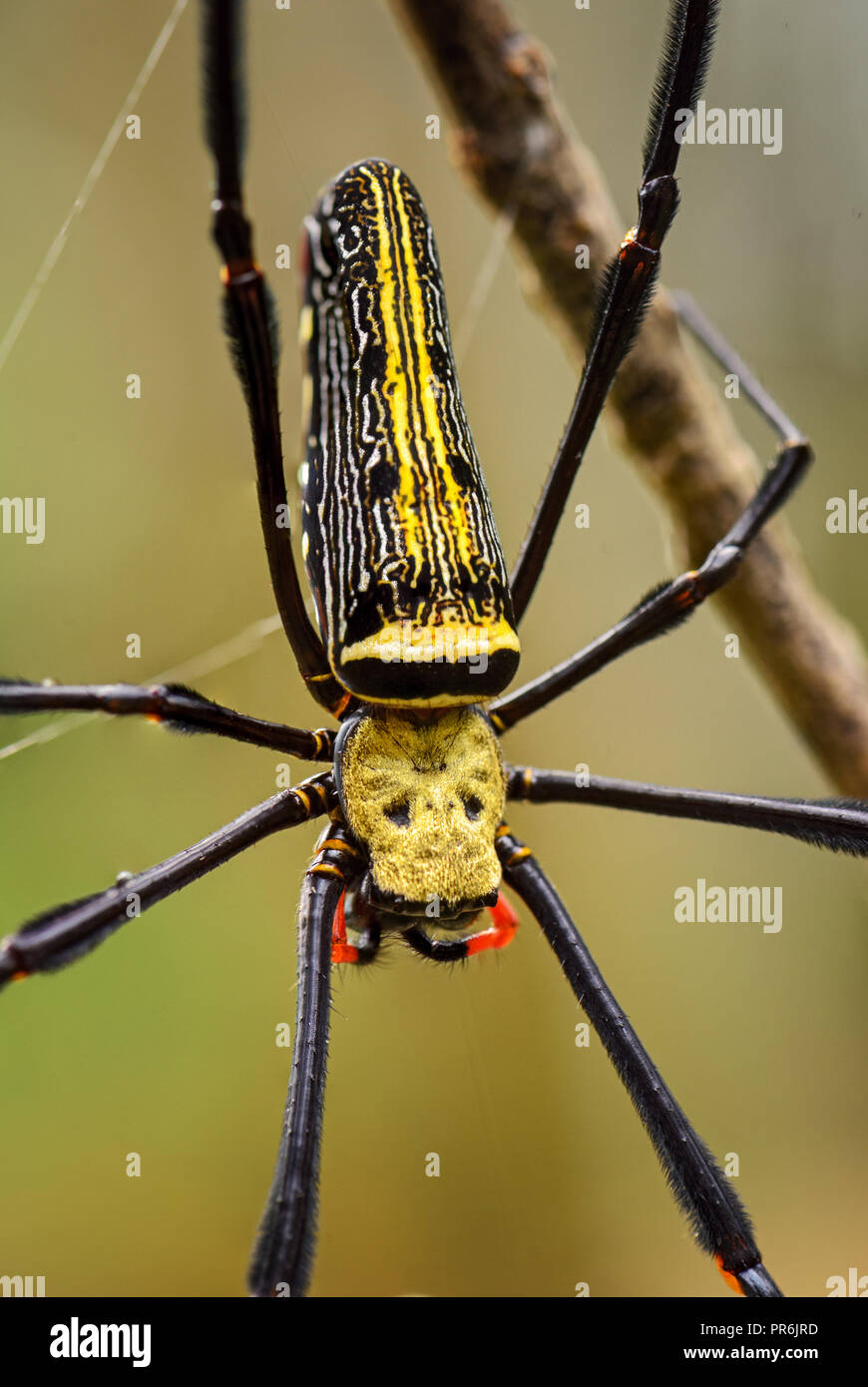 Riese - Nephila pilipes Woodspider, große bunte Spinne aus Südostasien Wälder und Forsten. Stockfoto