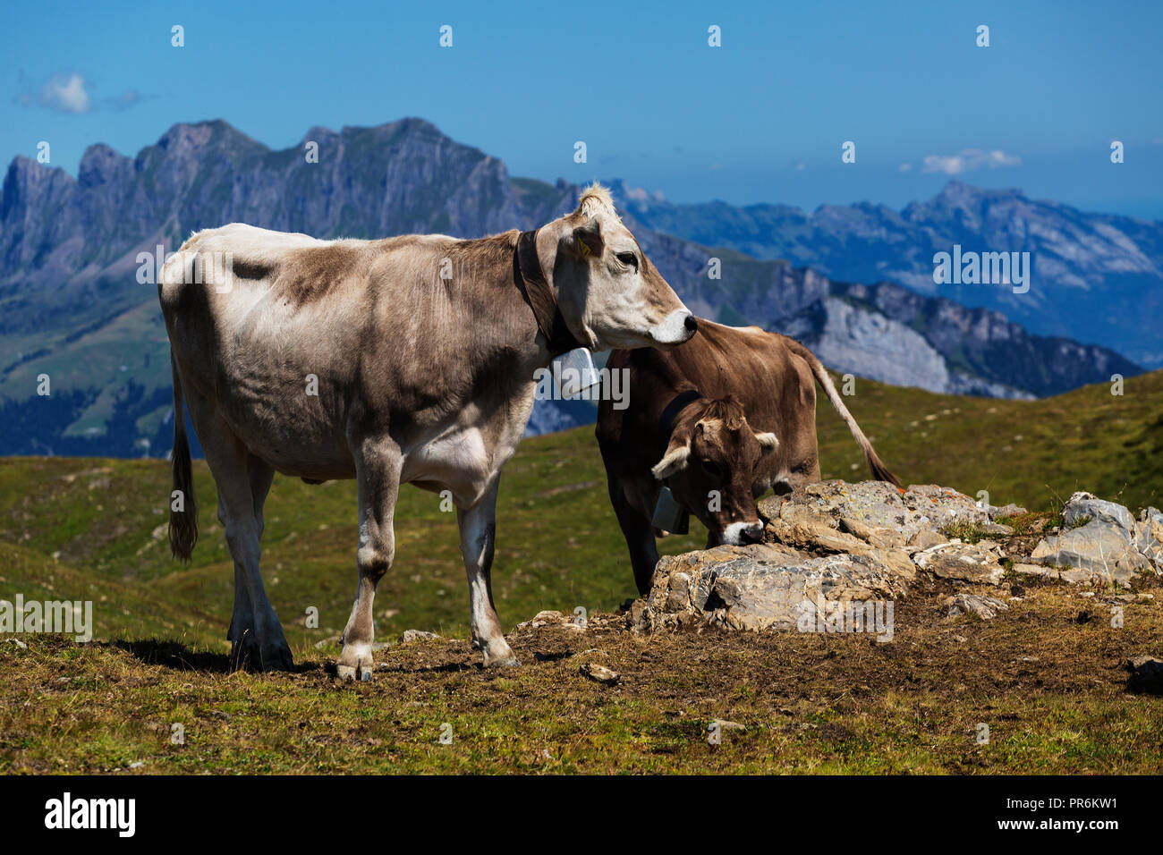 vilters-wangs-fotos-und-bildmaterial-in-hoher-aufl-sung-alamy