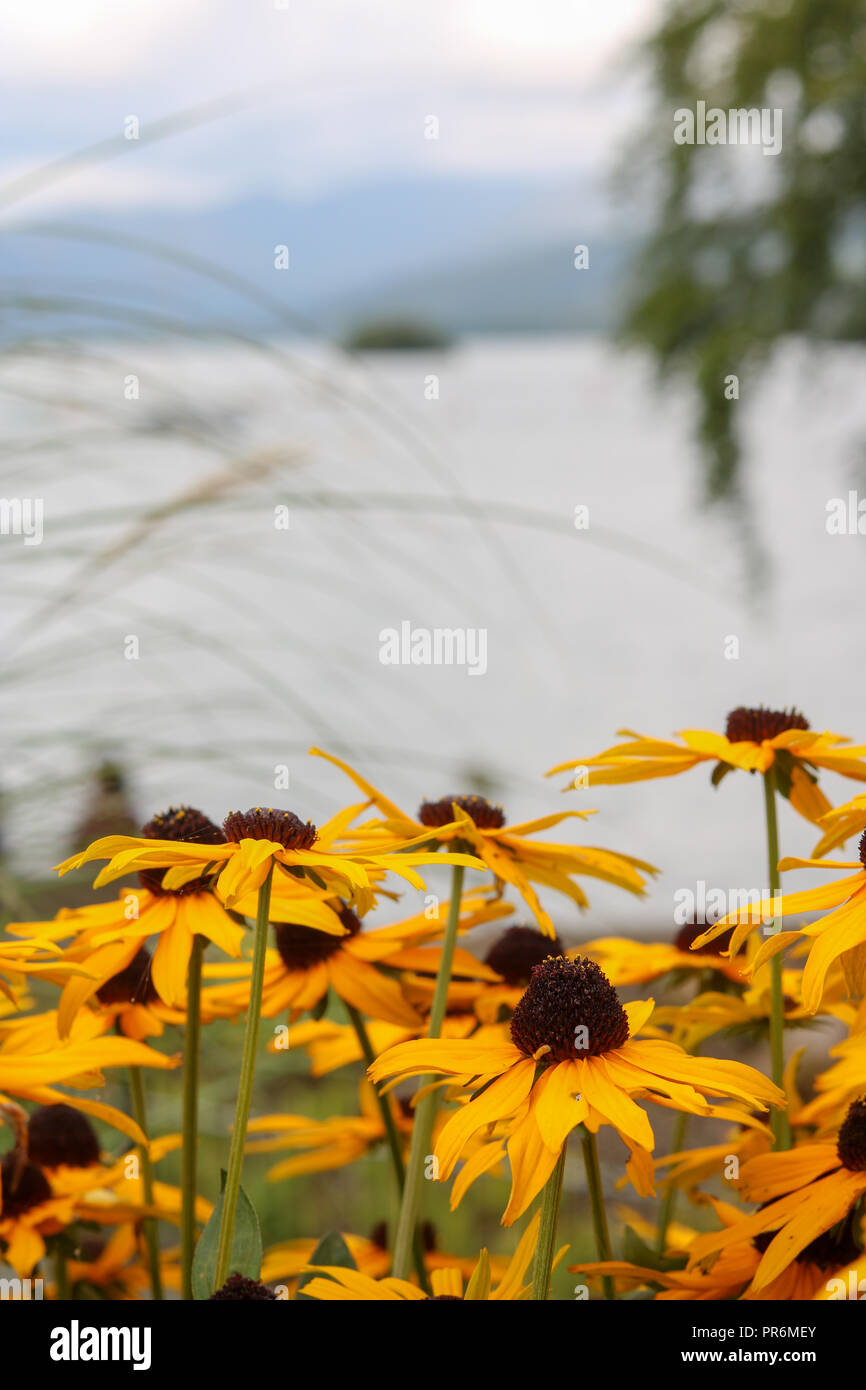 Ein Blick auf einem Bett von helenium's ahin Early Flowerer' vor dem Hintergrund der Bowness Bay und Windermere. Stockfoto