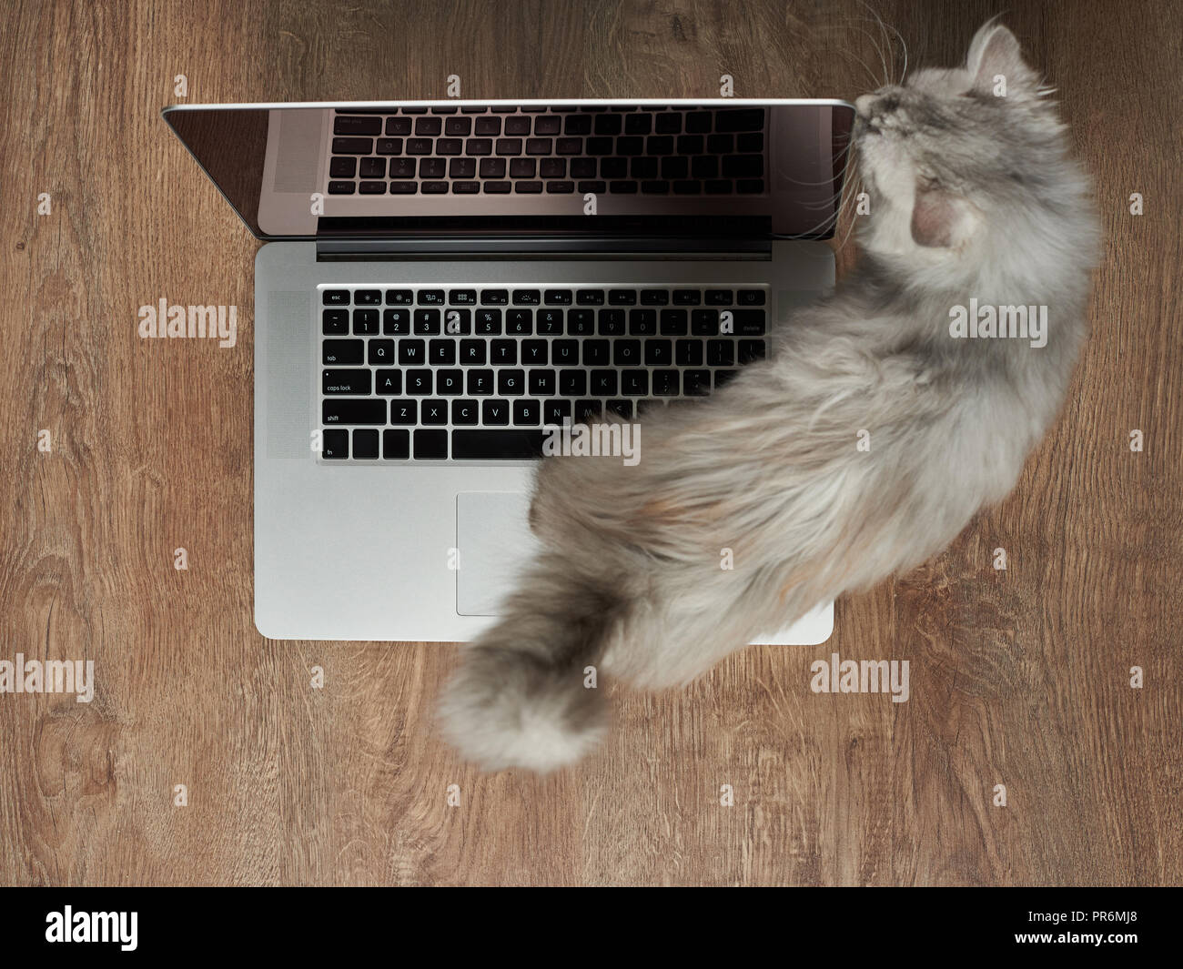 Cat walk auf hölzernen Schreibtisch mit Laptop oben Ansicht von oben Stockfoto