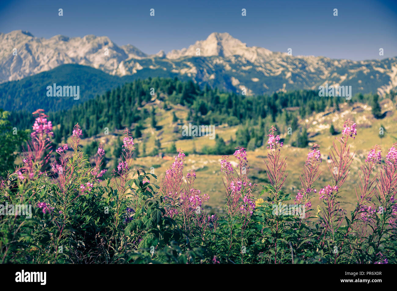 Berge im Sommer mit Blumen. Stockfoto