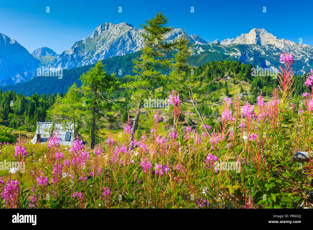 Berge im Sommer mit Blumen. Stockfoto